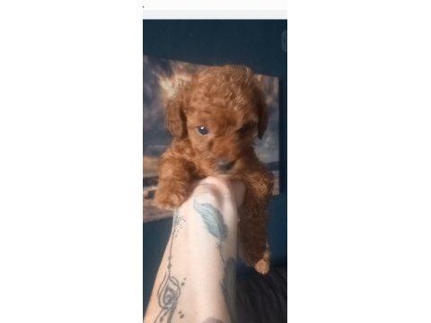 Toy poodle red brown 2 aylık dişi