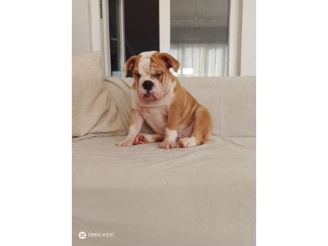 Orijinal ırk english bulldog bebeklerim