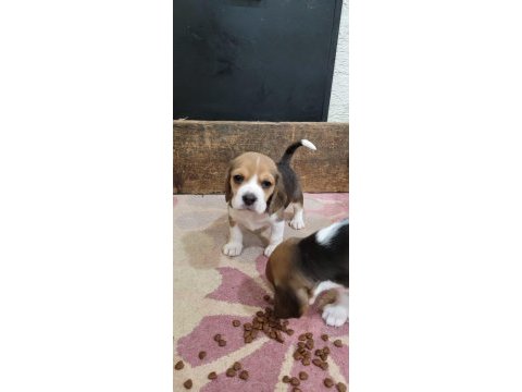 Beagle yavrularımız ırk garantilidir
