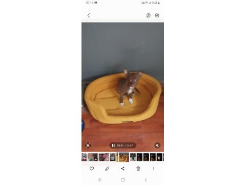 Chihuahua
