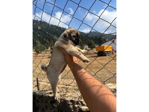 Pug mops yavrularımız sıfır burun gül kuyruk