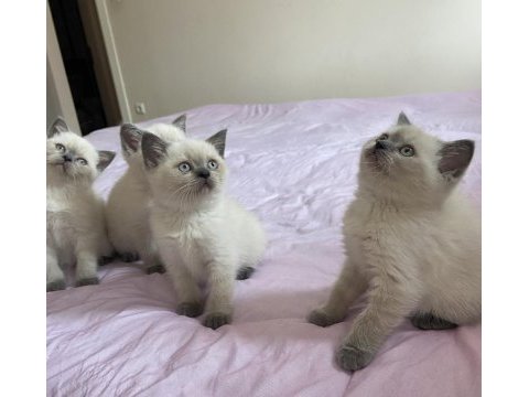 Safkan brıtısh blue point yavru