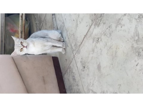 Omurluk yuva arıyoruz kedimize