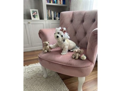 Irkının en iyisi köpeğimiz