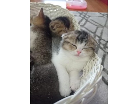 Scottish fold ücretsiz sahiplendirme