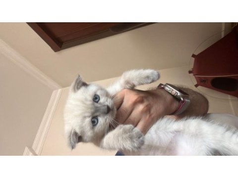 30 haziran doğumlu blue point british shorthair yavrular