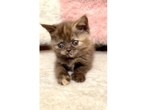 British shorthair dişi karamel renk