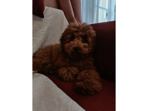 4 aylık toy poodle