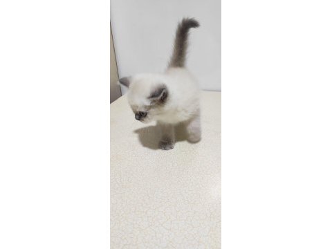 Scottish fold blue point uzun kulak