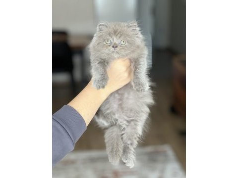 Hemen teslim british longhair yavrum