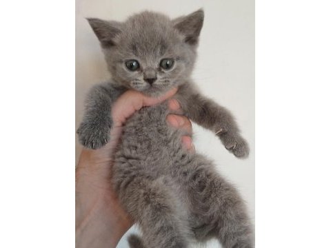 Farklı cins kediler vardır