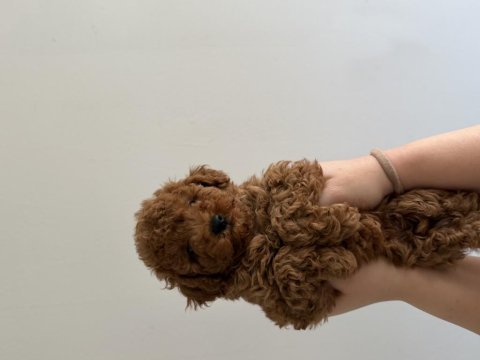 Toy poodle şecereli anneden