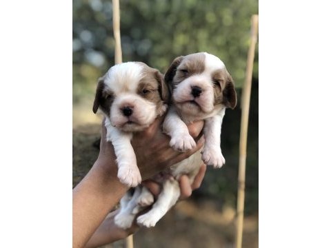 Pofuduk surat cavalier king charles bebekler