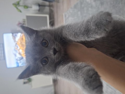 Tatlı mı tatlı british shorthair kedisi