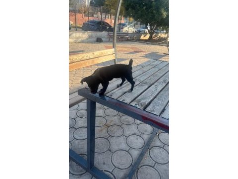 Yavru dişi şivava cinsi köpeğimiz