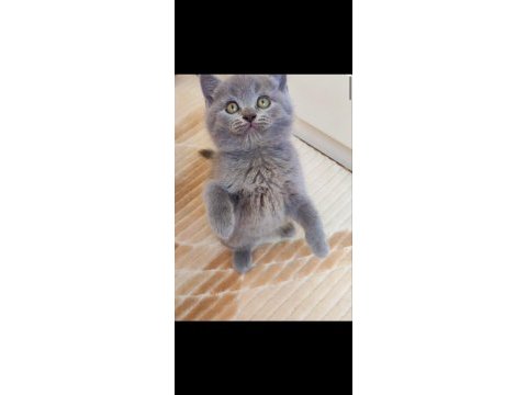 Gri renk erkek şekerilinkoo kedimiz