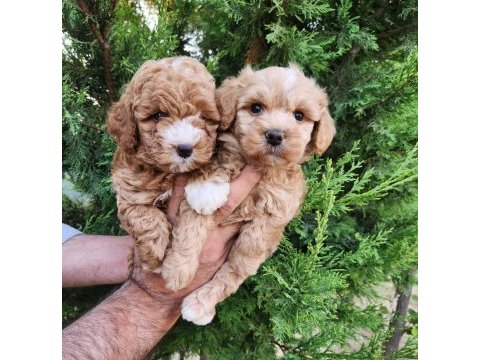 Minik maltipoo  yavrularımız 