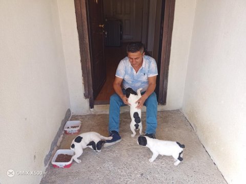 French bulldog yavruları