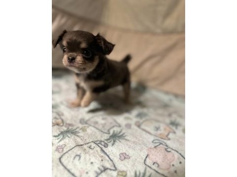 Blue tan (gri kahve) chihuahua