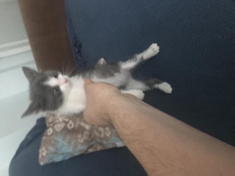 Erkek 3 aylık sevimli mi sevimli kedimiz
