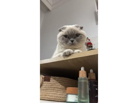 Kedi sahiplendirme