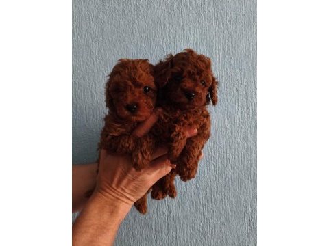 Kore red brown poodle yavrular
