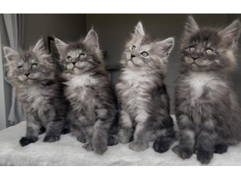 Blacksmoke maine coon yavruları granddesign cattery