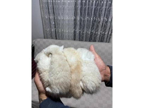 Scottish fold silver point yavrular