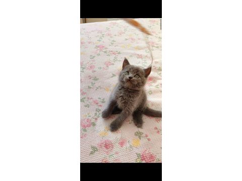 Gri lilac dişi erkek safkan yavrular