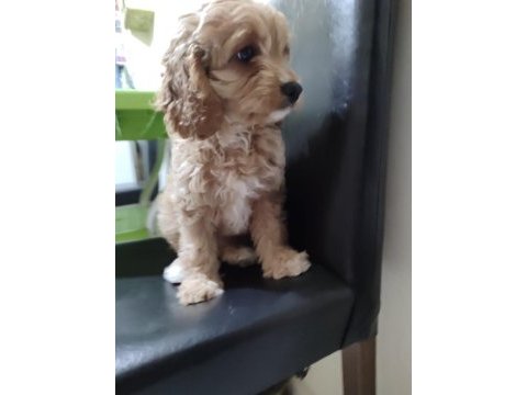 2 aylık cavapoo dişi