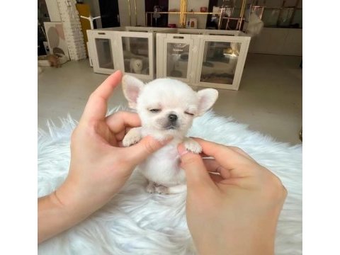 Micro mini cep boy chihuahua