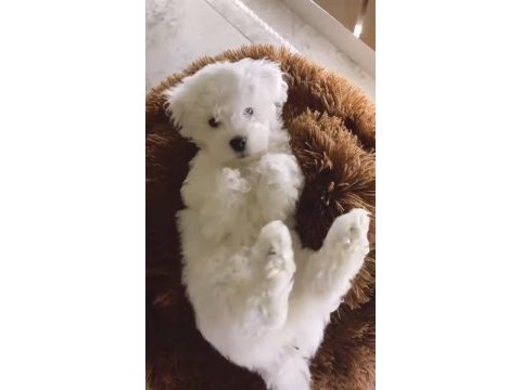 Köpeğimiz için lütfen açıklamayı okumadan aramayınız