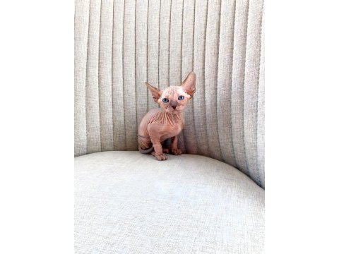 1,5 aylık dişi iki adet sphynx
