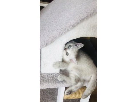British shorthair