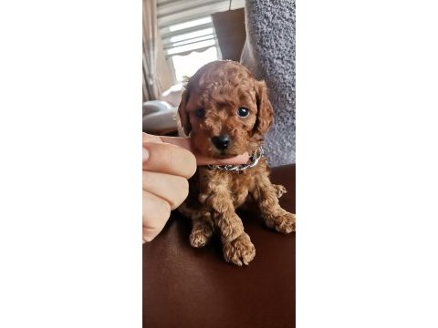 Toy poodle erkek yavrular
