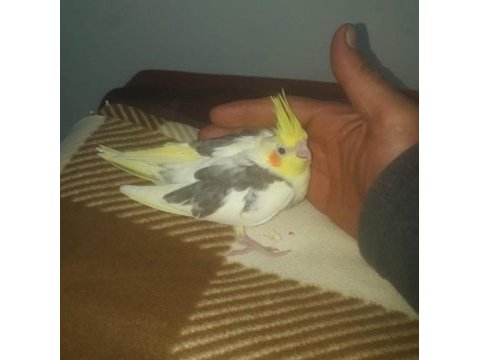 Yavru sultan papağanı bulunur damızlık çift bulunur