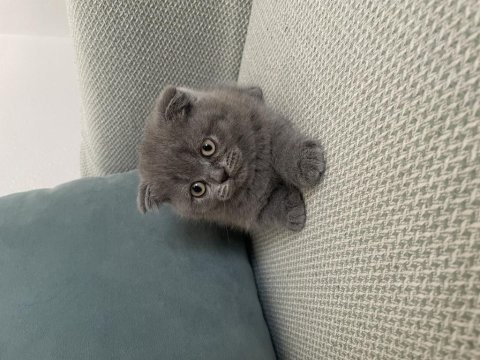 Scottish fold ve british shorthair yavruları