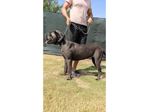Dev anneden devasa şecereli cane corso yavrular