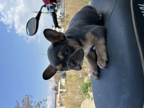 Egzotik french bulldog bebekler yeni yuvasını bekliyor