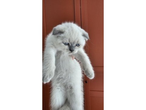 Scottish fold oyuncu yavrular