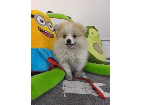 Pomeranian boo yavru