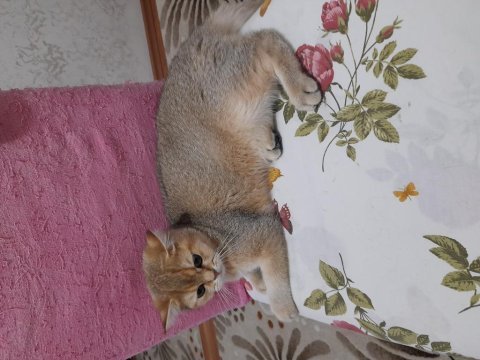 Dişi scottish straight 4,5 aylık yavru kedi