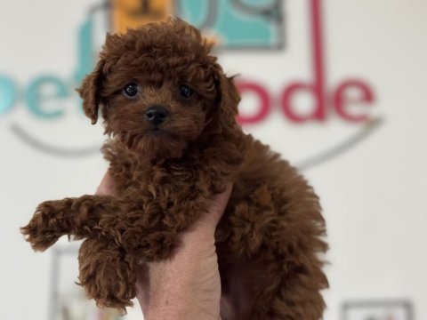 Tea cup kore poodle yavrular petmode den