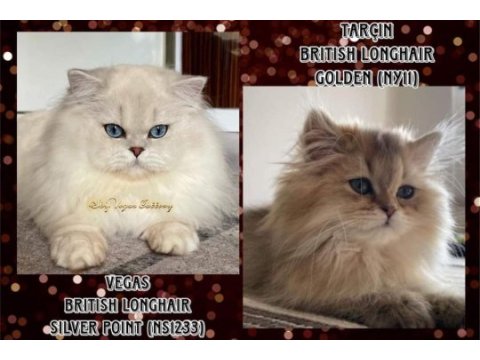 Golden british longhair dişi yavru