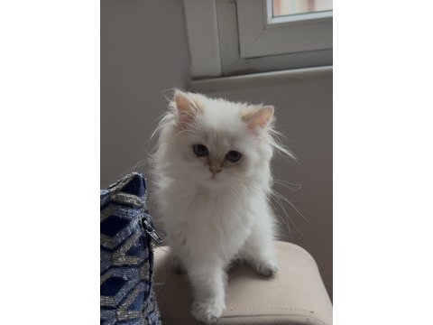 Safkan british longhair point yavru