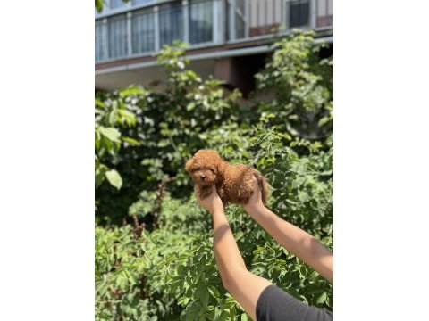 Orjinel poodle bebekler