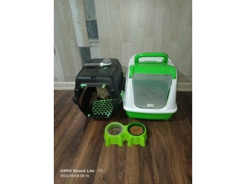 British shorthair golden black acill sahiplendirilecektir