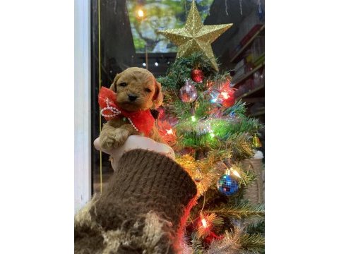 Yılbaşı çiçeklerimiz toy poodle bebekler
