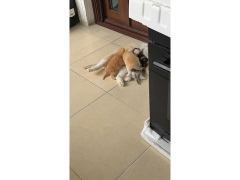 British shorthair golden