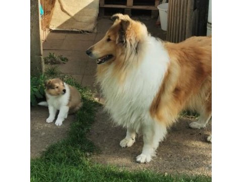 Rough collie ( lessie ) yavruları